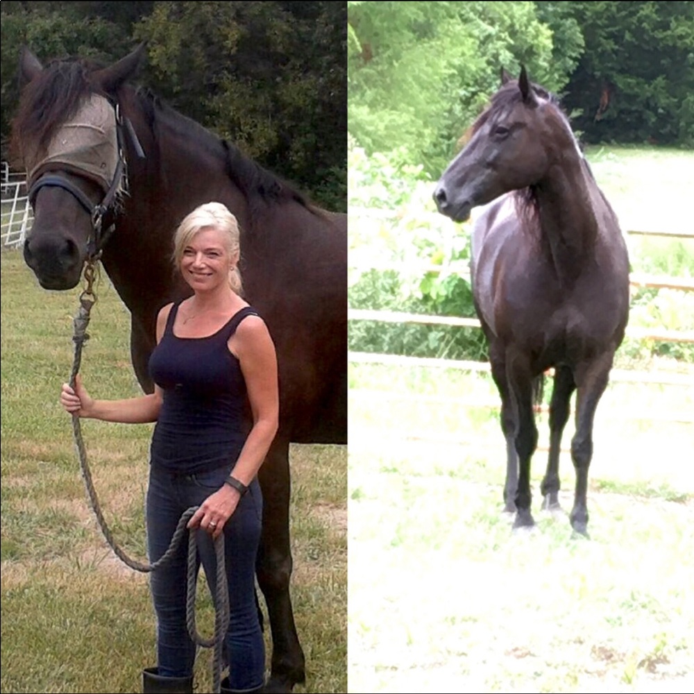 ISO Horse Tack